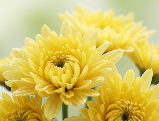 Chrysanthellum Indicum Extract