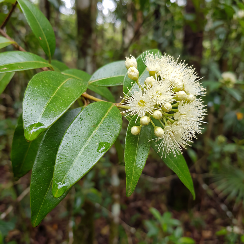 Lemon Myrtle
