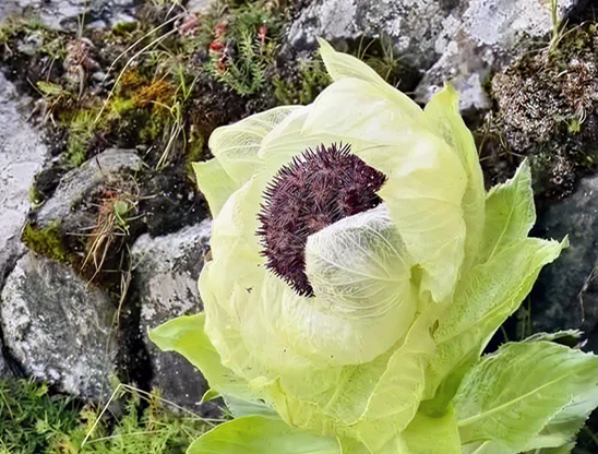 Snow Lotus